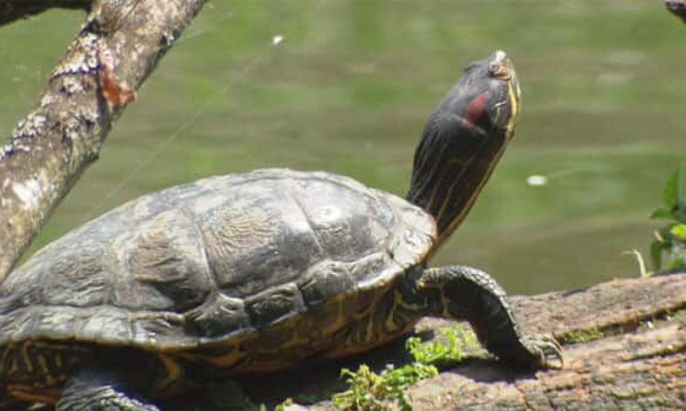Learn about the turtles who have come to call Delta home.