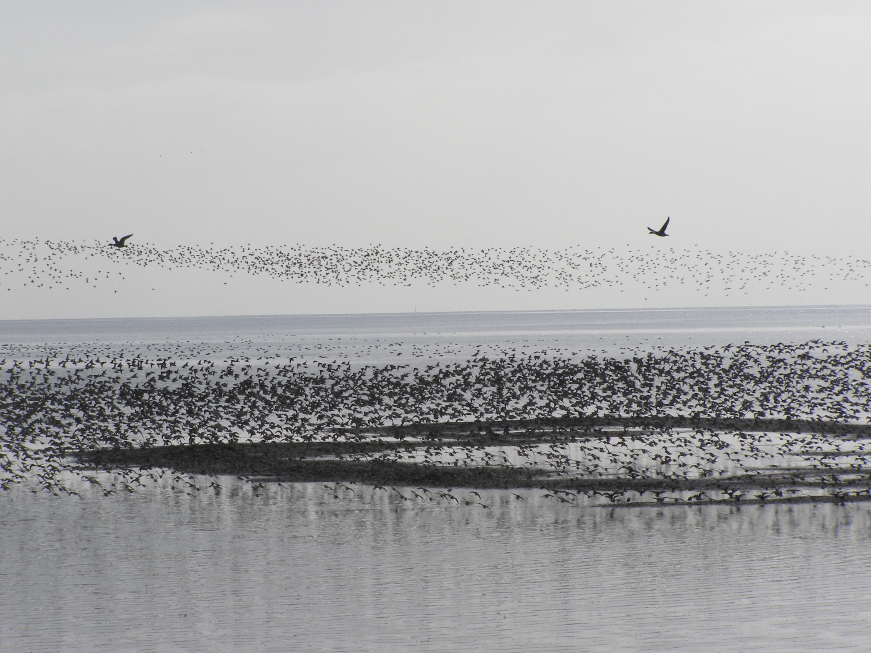 Boundary Bay Birds CAE