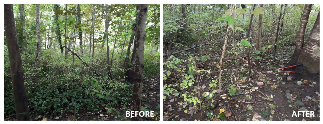 2 photos of a forest, the second photo with no ivy