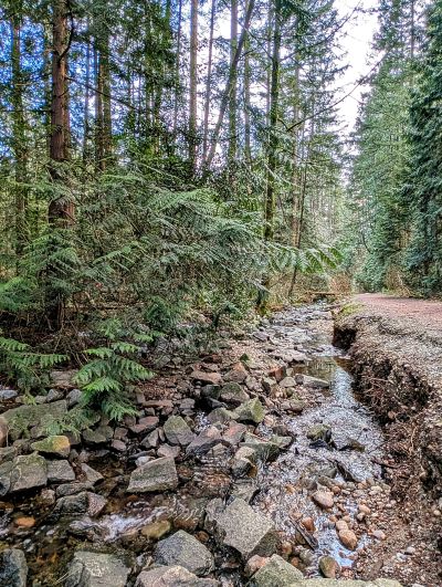 Image of trees and local water source
