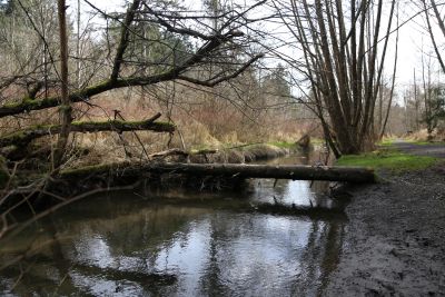 Photo of streams and trees 