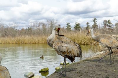 Image of herons and ducks in local waterway 