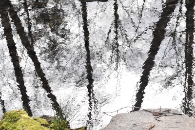 Reflection of trees from water 