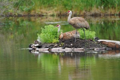 Herons and ducks on the pond