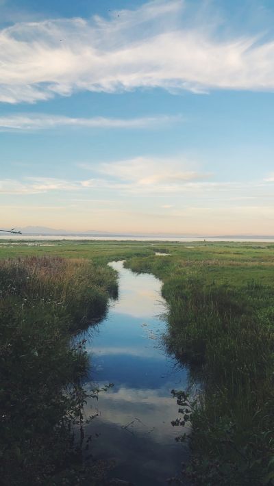 Image of Ladner Slough during spring 
