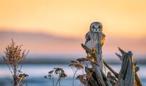 Adult First Prize Winner, Short-Eared Owl at Dusk 