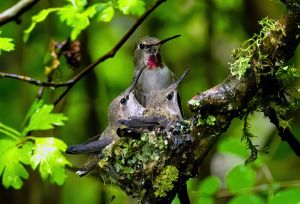 Image of Bird Nesting in tree
