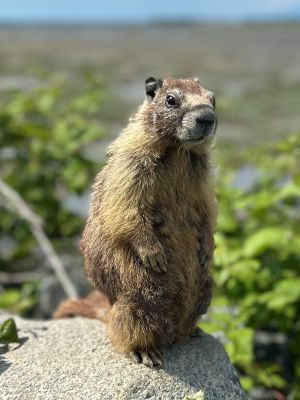 Image of Marmot