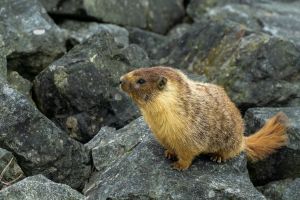 Image of marmot