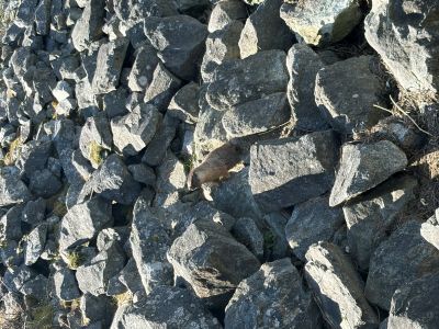 Image of groundhog in Delta