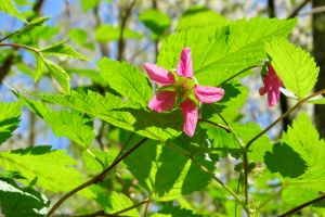 Salmonberry Flower in the Woods