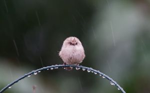 Image of bird perching on a branch