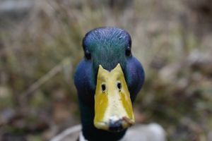 Front facing image of a duck