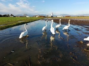 Image of Trumpeter Swans