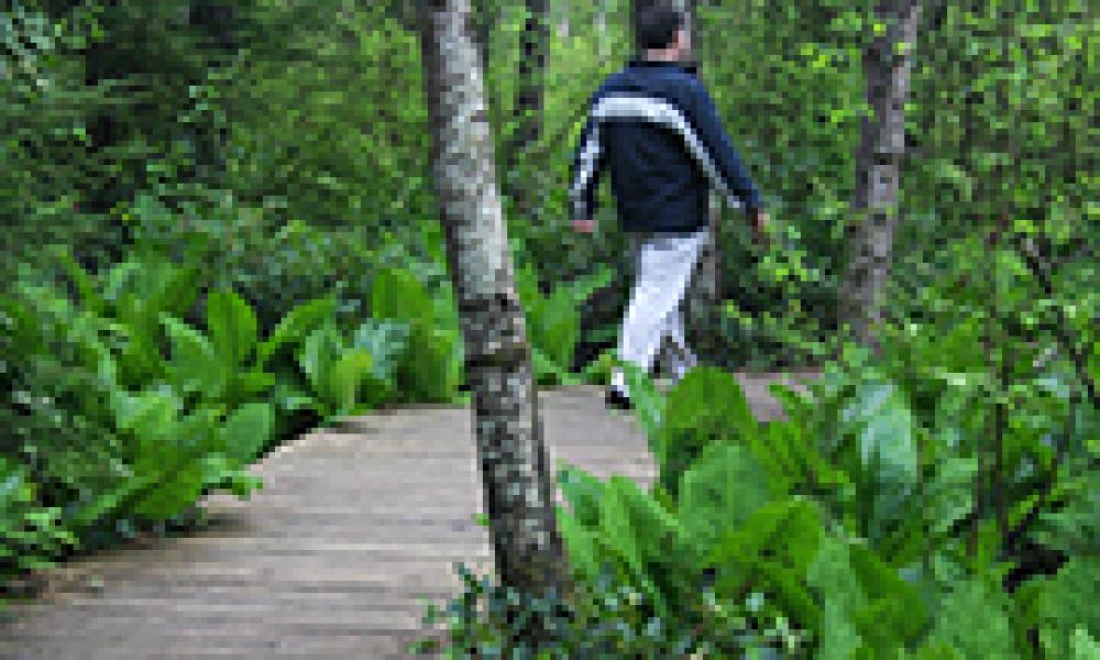 A person walking on a boardwalk path