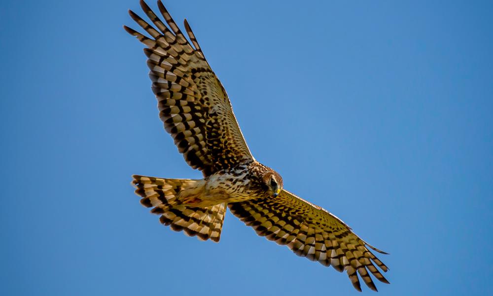 Hawk