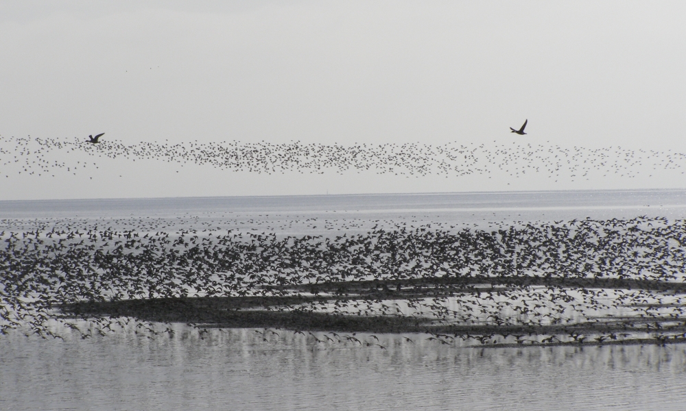 Boundary Bay Birds CAE