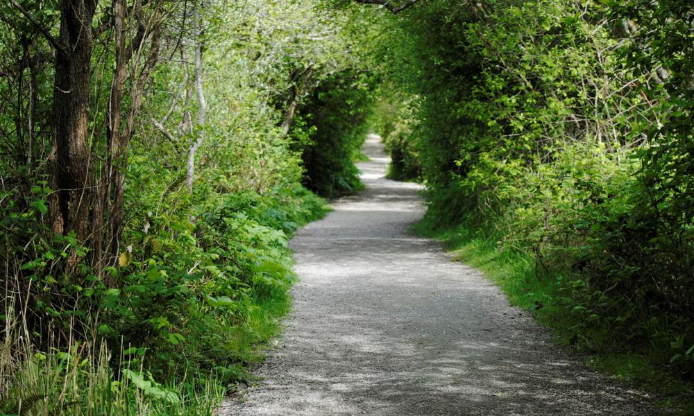 a gravel trail in a green forest