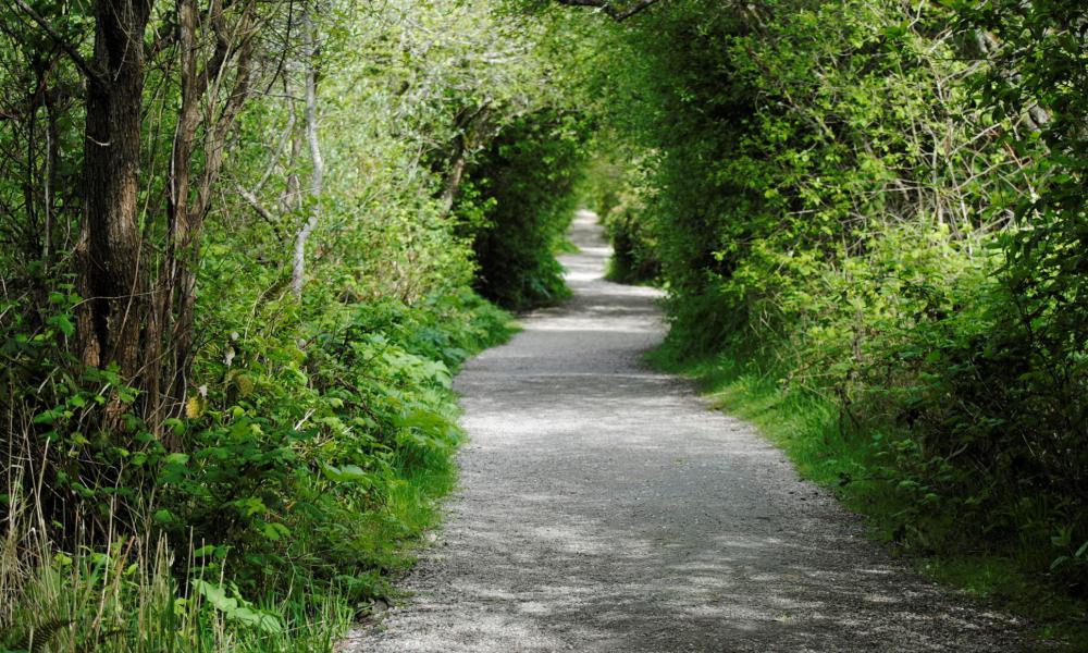 a gravel trail in a green forest