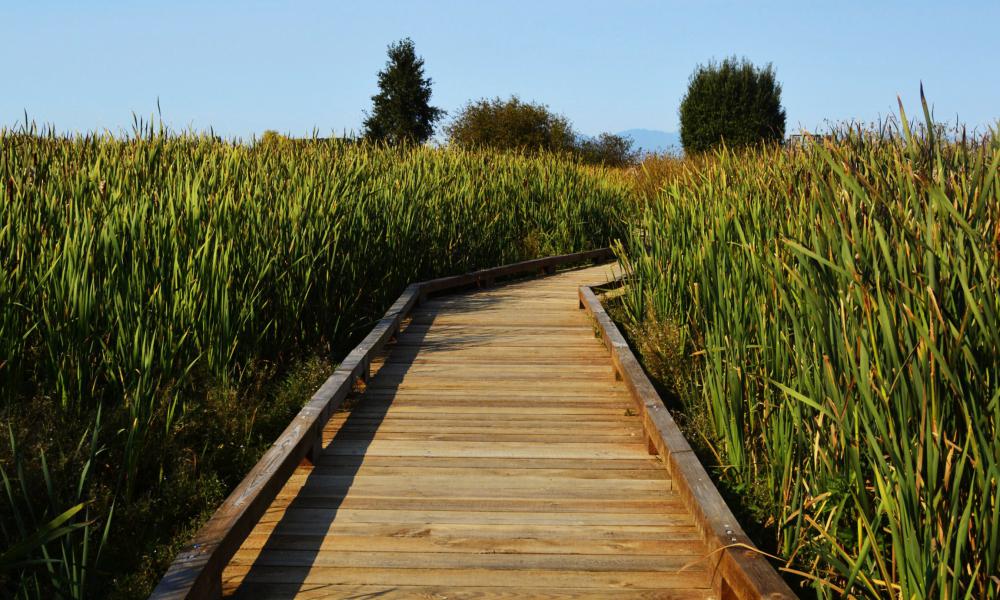 a wooden walkway through a marsh