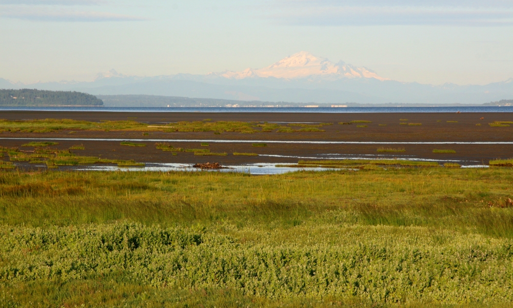 Delta Landscape