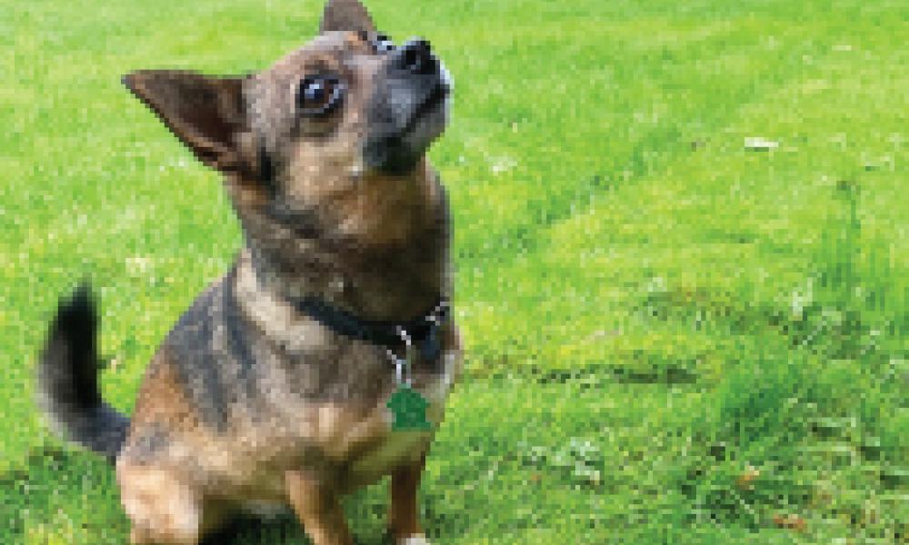 A dog sitting on grass