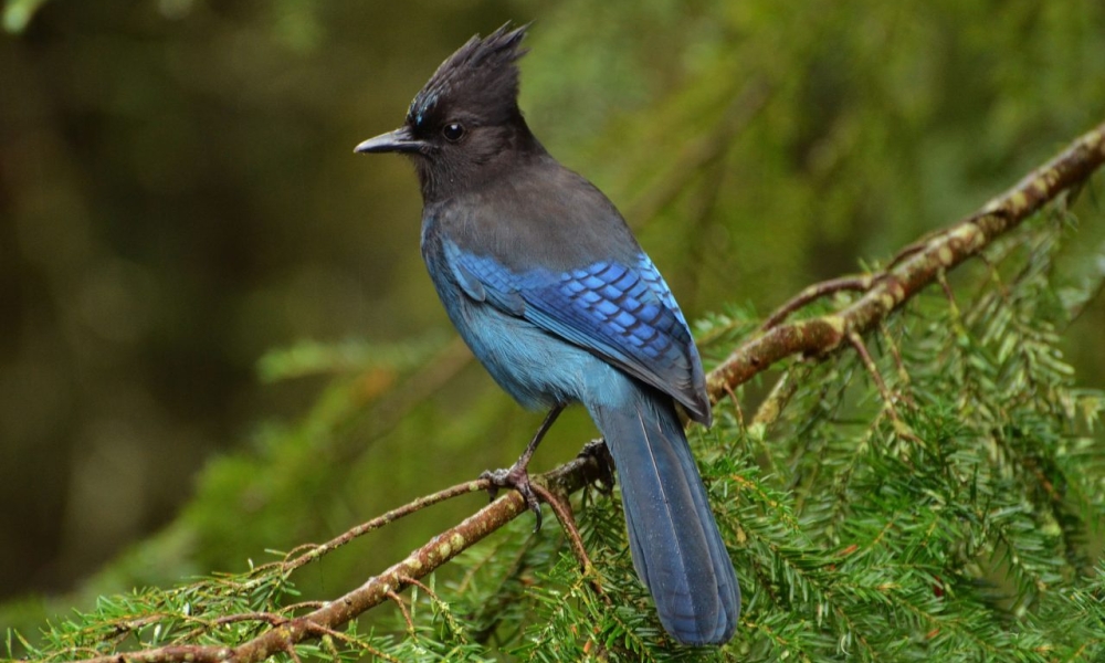 Stellars Jay