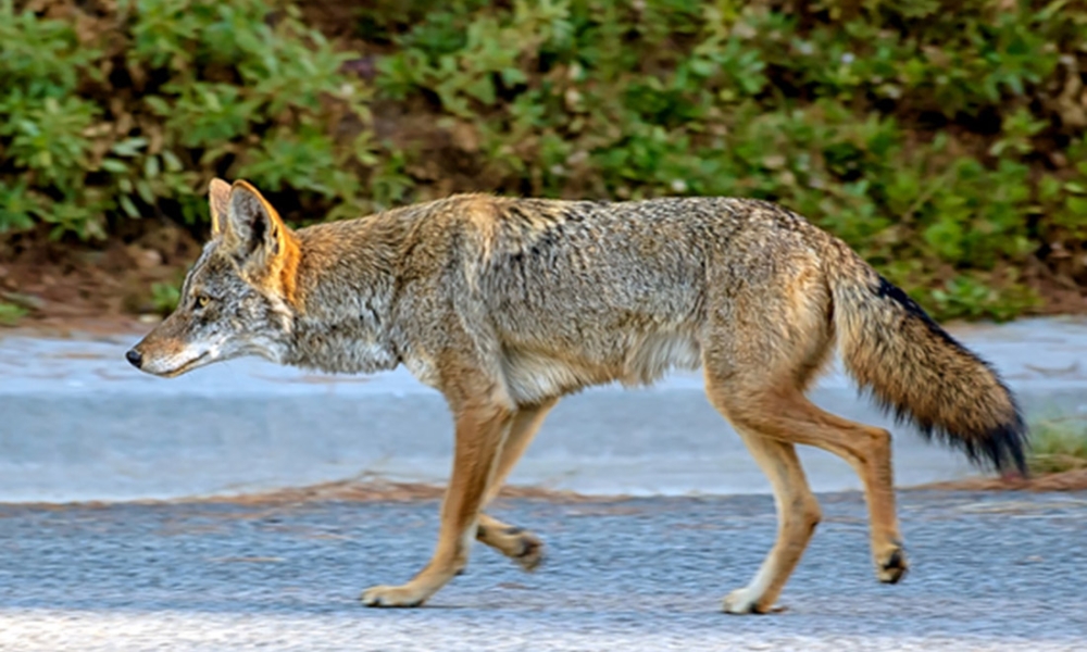 Coyote