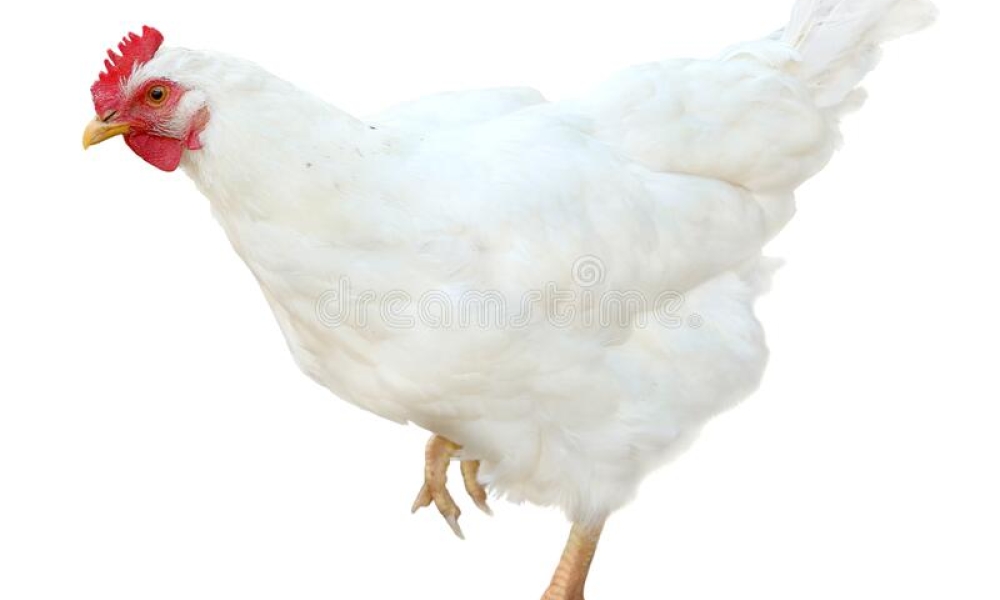 Hen