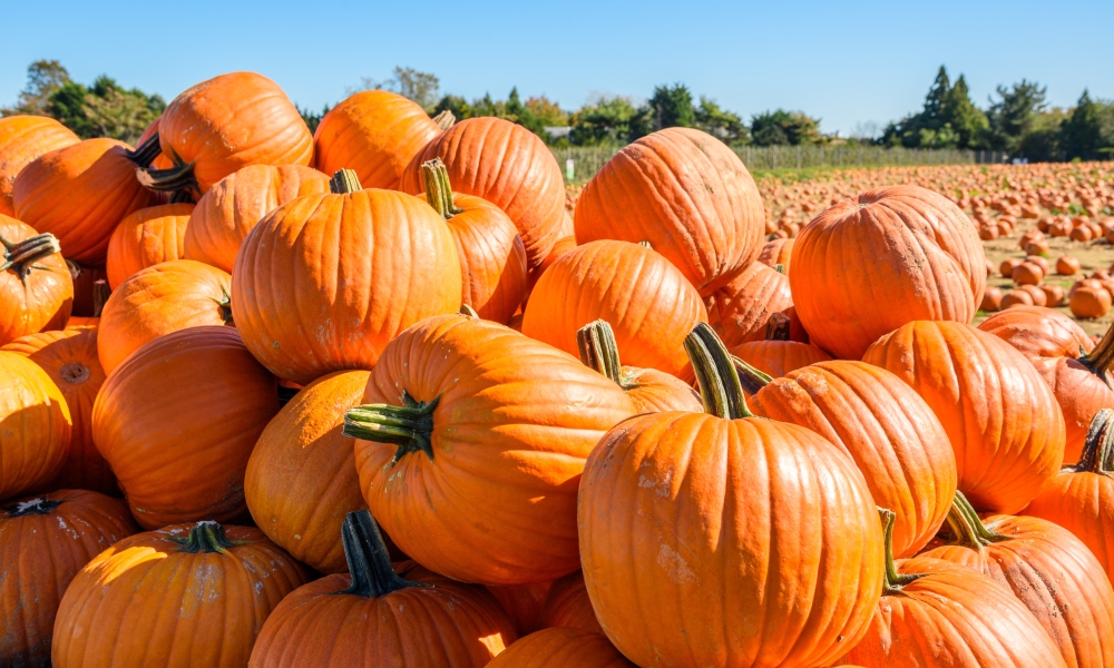 Pumpkins