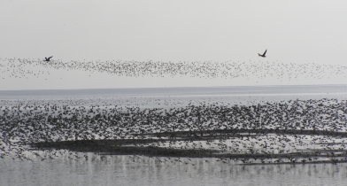 Boundary Bay Birds CAE