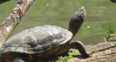 Learn about the turtles who have come to call Delta home. 