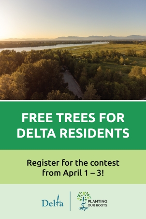 Aerial image of trees in Delta, BC.