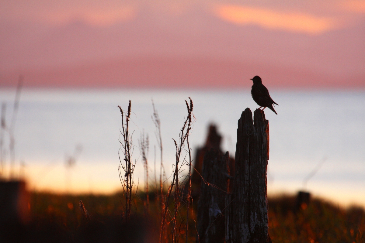 Delta Bird by Marlene Graham