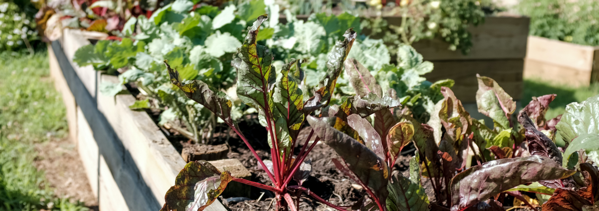 Swiss chard growing in a garden plot