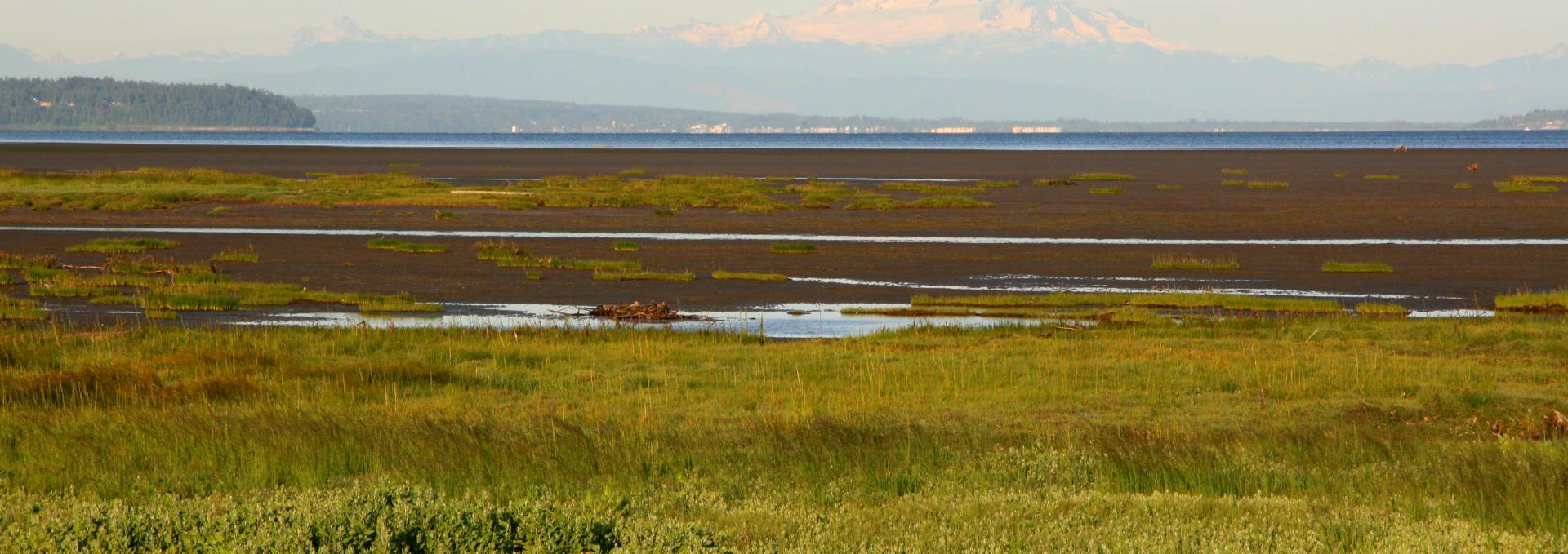 Delta Landscape