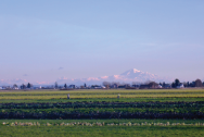 Image of a field with Mt. Baker in the background