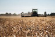 Wheat in foreground with a combine out of focus in background