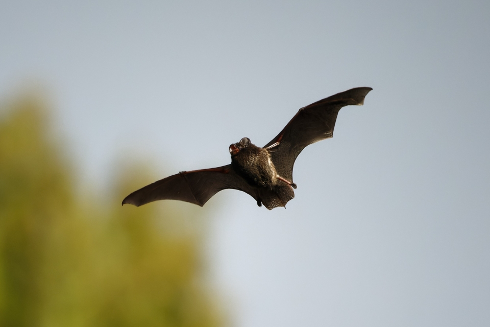 Flying bat