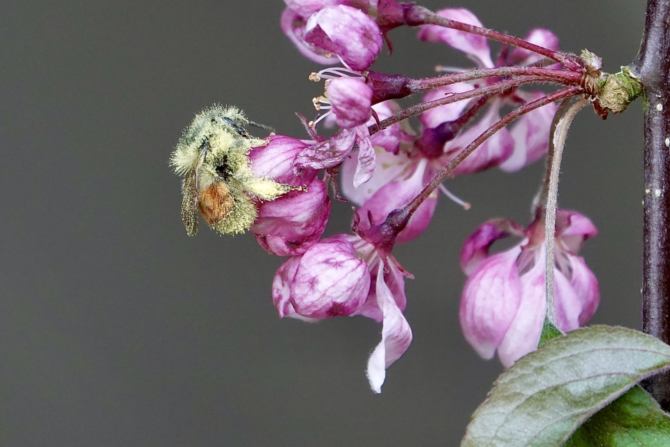 Bee pollinating a flower