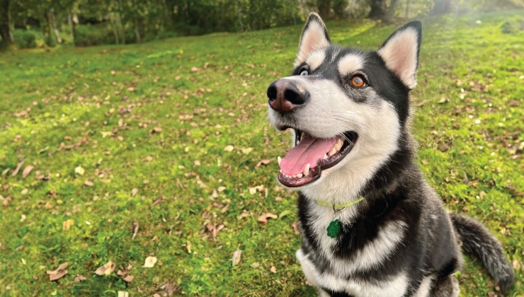 Dog with 2025 Delta Dog Licence