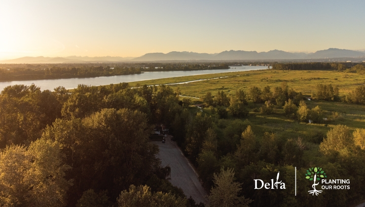 Aerial image of trees in Delta, BC.