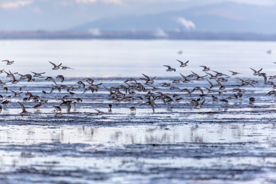 flock of birds
