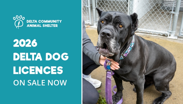 Animal Shelter dog with 2026 licence
