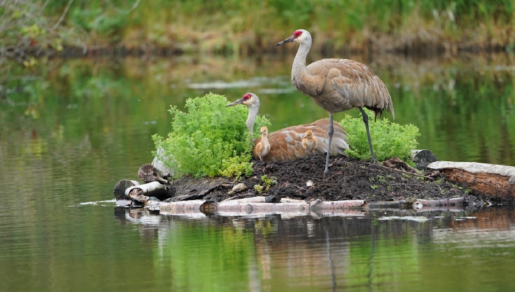 Image of heron on the waterfront