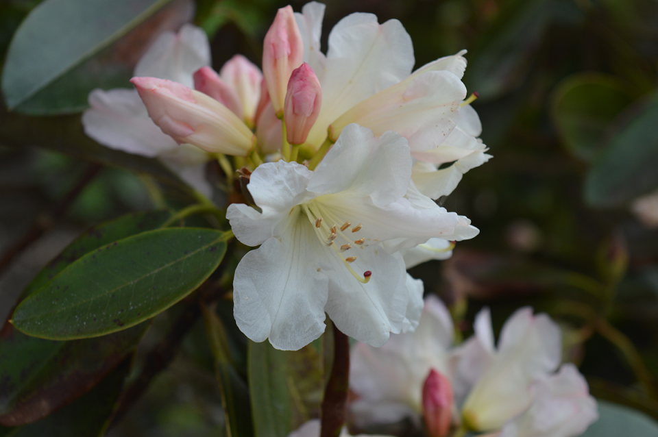 A spring flower blooms just in time for Easter!