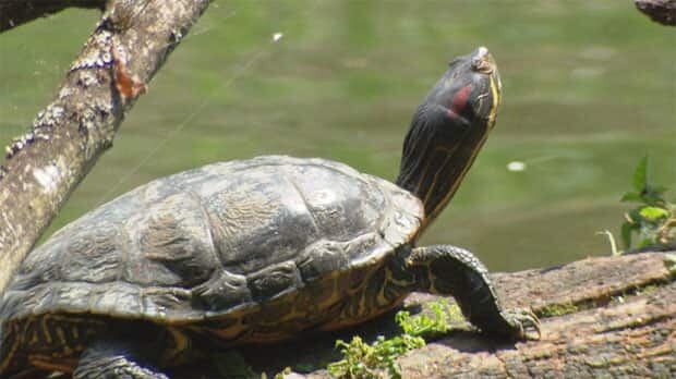 Learn about the turtles who have come to call Delta home. 