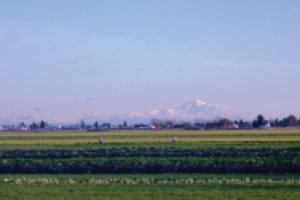 Image of a field with Mt. Baker in the background