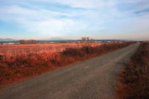 Image of a dirt road through a field