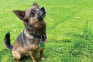 A dog sitting on grass